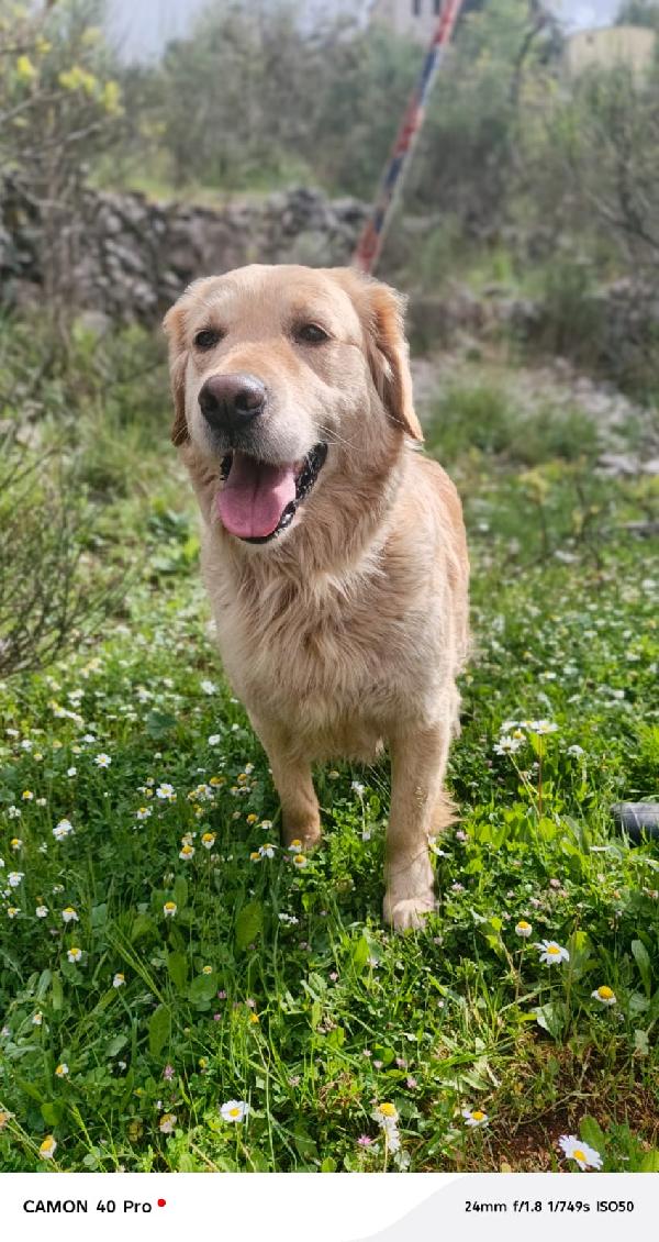 Chloe, una splendida Golden Retriever Foto 6